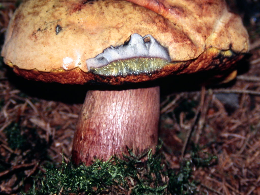 Boletus molto variabile